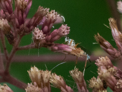 Sphelodon phoxopteridis