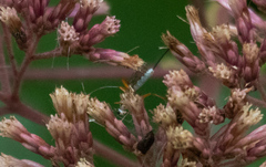 Sphelodon phoxopteridis