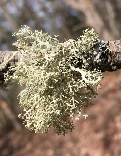 Frayed Ribbon Lichen