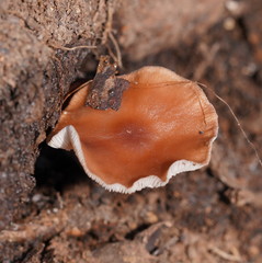 Collybia eucalyptorum
