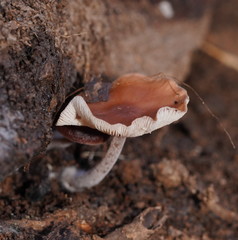 Collybia eucalyptorum