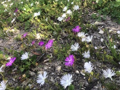 Drosanthemum intermedium