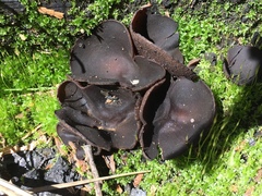 Plicaria endocarpoides