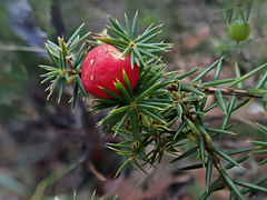 Leptecophylla divaricata