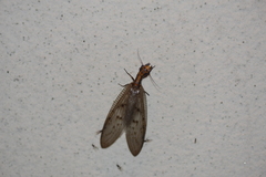 Neoneuromus orientalis