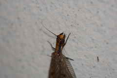 Neoneuromus orientalis