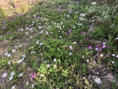 Drosanthemum intermedium