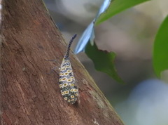 Pyrops oculatus