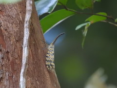 Pyrops oculatus