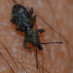 Proterhinus