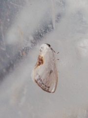 Cilix hispanica