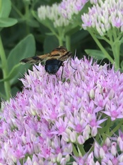 Volucella tabanoides