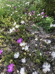 Drosanthemum intermedium