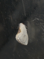 Cilix hispanica