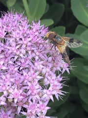 Volucella tabanoides