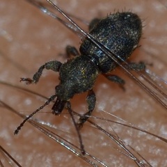 Proterhinus