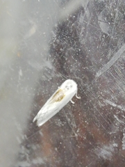 Cilix hispanica