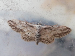 Idaea incisaria