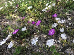 Drosanthemum intermedium