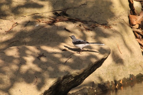 Mountain Wagtail