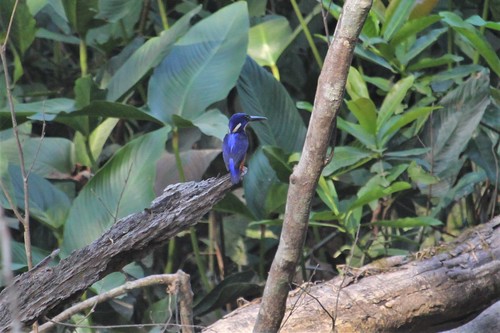 Shining-blue Kingfisher