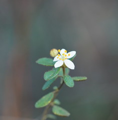 Asterolasia asteriscophora albiflora