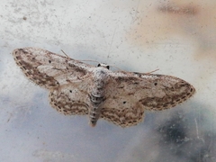 Idaea incisaria