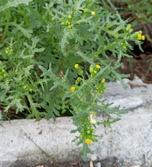 Senecio vulgaris