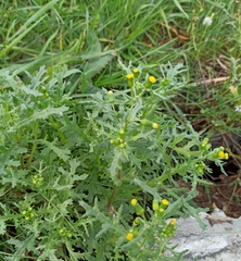 Senecio vulgaris