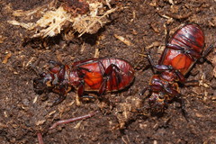 Pharochilus rugiceps