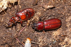 Pharochilus rugiceps