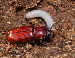 Pharochilus rugiceps