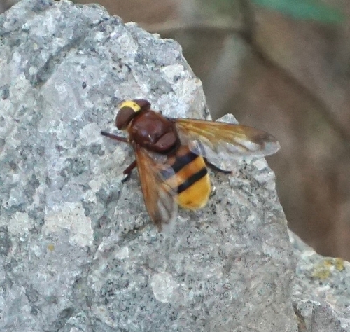 Pestrica sršňovitá (Volucella zonaria)