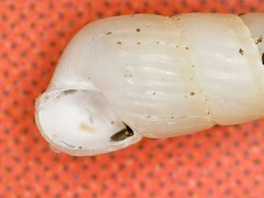Turbonilla lactea