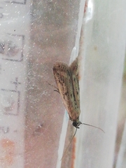 Gymnancyla ruscinonella