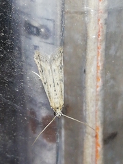 Gymnancyla ruscinonella