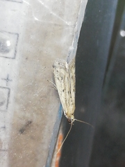 Gymnancyla ruscinonella