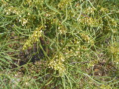Euclea linearis