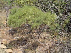 Euclea linearis