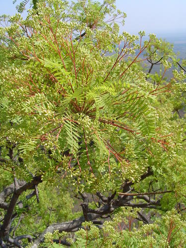 Kirkia wilmsii