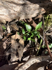 Opercularia ovata