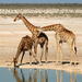 Angolan Giraffe - Photo (c) Colin Ralston, some rights reserved (CC BY-NC), uploaded by Colin Ralston