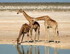 Angolan Giraffe - Photo (c) Colin Ralston, some rights reserved (CC BY-NC), uploaded by Colin Ralston