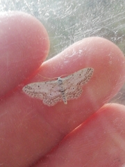 Idaea incisaria