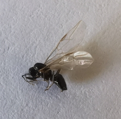 Lasius fuliginosus