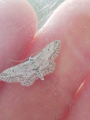Idaea incisaria