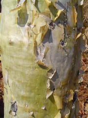 Steganotaenia araliacea araliacea