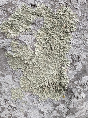 Flavoparmelia haysomii