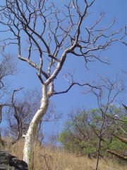 Steganotaenia araliacea araliacea