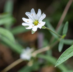 Stellaria amblyosepala